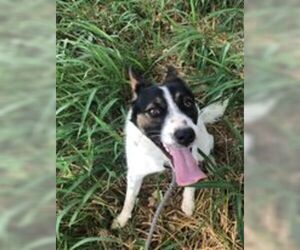 Rat Terrier-Unknown Mix Dogs for adoption in Pleasanton, TX, USA