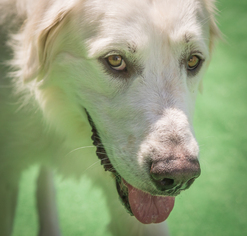 Golden Pyrenees Dogs for adoption in Naples, FL, USA