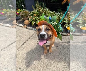 Bulldog-Unknown Mix Dogs for adoption in Germantown, OH, USA