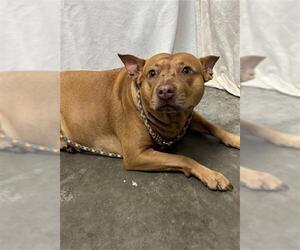 Mutt Dogs for adoption in Rosenberg, TX, USA