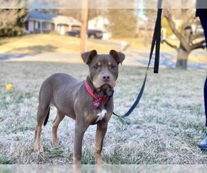 Medium Photo #1 American Pit Bull Terrier-Doberman Pinscher Mix Puppy For Sale in Derwood, MD, USA