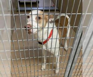 Mutt Dogs for adoption in Saint Charles, MO, USA
