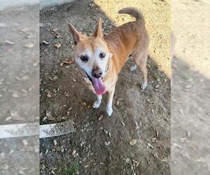 Mutt Dogs for adoption in Riverside, CA, USA