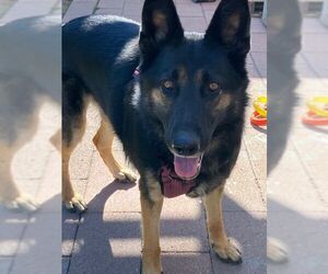 Mutt Dogs for adoption in Tustin, CA, USA