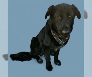 German Shepherd Dog Dogs for adoption in Bakersfield, CA, USA