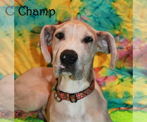 Great Dane Dogs for adoption in Phelan, CA, USA