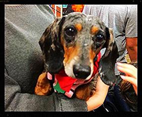 Dachshund Dogs for adoption in St. George, UT, USA