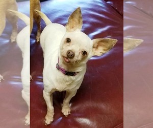 Chihuahua Dogs for adoption in Olalla, WA, USA