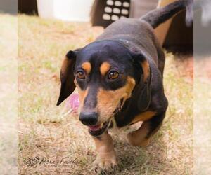 Basschshund Dogs for adoption in Shreveport, LA, USA