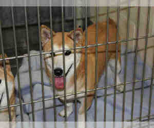 Shiba Inu Dogs for adoption in Upland, CA, USA