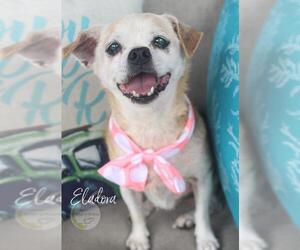 Chug Dogs for adoption in Benton, LA, USA