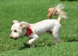 Mal-Shi Dogs for adoption in Abilene, TX, USA