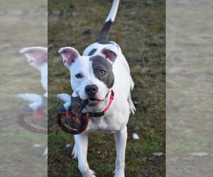 American Pit Bull Terrier-Unknown Mix Dogs for adoption in Bloomfield , NJ, USA