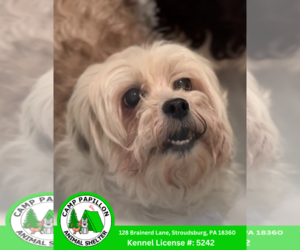 Shih Tzu-Unknown Mix Dogs for adoption in Stroudsburg, PA, USA