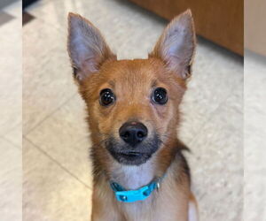 Chihuahua-Unknown Mix Dogs for adoption in Jefferson, WI, USA