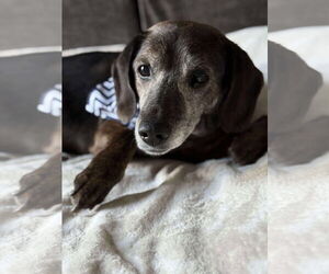 Dachshund-Unknown Mix Dogs for adoption in Germantown, OH, USA