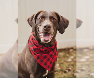 Labrador Retriever Dogs for adoption in Ogden, UT, USA