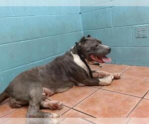American Pit Bull Terrier Dogs for adoption in Downey, CA, USA