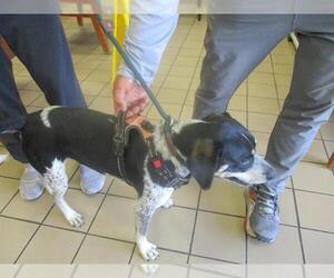 German Shorthaired Pointer-Unknown Mix Dogs for adoption in Ocala, FL, USA