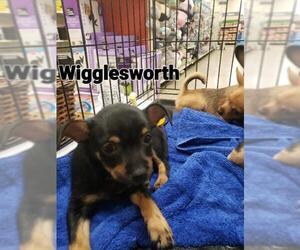 Chihuahua Dogs for adoption in PORT RICHEY, FL, USA