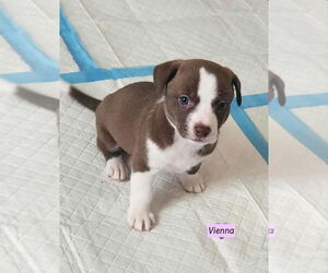 Dachshund-Unknown Mix Dogs for adoption in Brewster, NY, USA