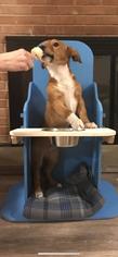 Mutt Dogs for adoption in Charleston , WV, USA