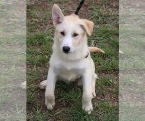 Golden Retriever-Unknown Mix Dogs for adoption in Bandera, TX, USA