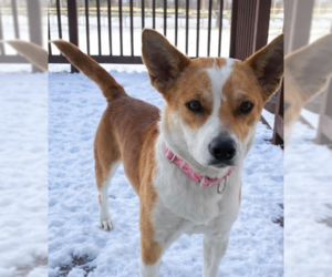 Mutt Dogs for adoption in Brooklyn Center, MN, USA