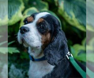 Cavalier King Charles Spaniel Dogs for adoption in Madison, WI, USA