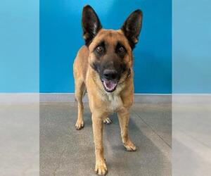 Mutt Dogs for adoption in San Martin, CA, USA