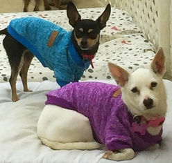Chihuahua Dogs for adoption in Mission viejo, CA, USA