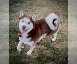 Australian Shepherd-Siberian Husky Mix Dogs for adoption in Colorado Springs, CO, USA