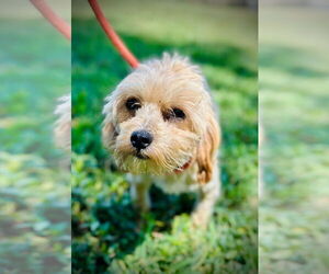 Poodle (Toy)-Unknown Mix Dogs for adoption in Pacolet, SC, USA