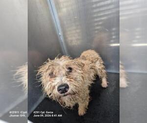 Mutt Dogs for adoption in San Antonio, TX, USA