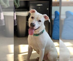 American Bulldog Dogs for adoption in Westminster, MD, USA