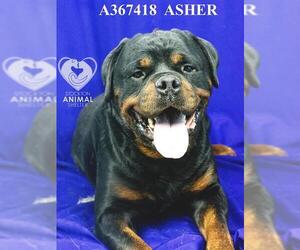 Rottweiler Dogs for adoption in Stockton, CA, USA