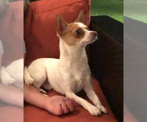 Chihuahua Dogs for adoption in Tenafly, NJ, USA