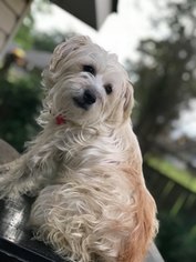 Maltese Dogs for adoption in Marrero, LA, USA