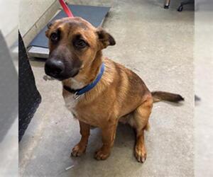 German Shepherd Dog-Unknown Mix Dogs for adoption in Camarillo, CA, USA