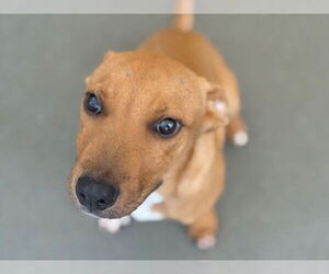 American Pit Bull Terrier-Unknown Mix Dogs for adoption in Tulsa, OK, USA