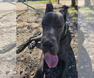 Great Dane Dogs for adoption in Vail, AZ, USA