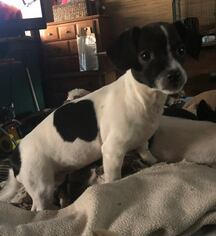 Mutt Dogs for adoption in Smyrna, GA, USA