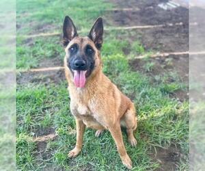 Mutt Dogs for adoption in Riverside, CA, USA