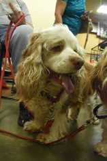 Cocker Spaniel Dogs for adoption in Fayette, MO, USA