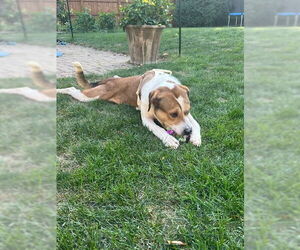 Medium Photo #1 Labrador Retriever-Unknown Mix Puppy For Sale in Plainfield, IL, USA