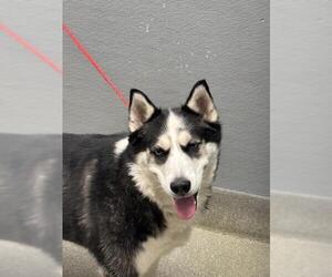 Siberian Husky-Unknown Mix Dogs for adoption in Las Vegas, NV, USA