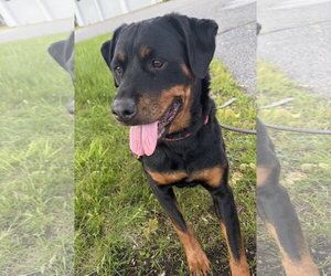 Rottweiler Dogs for adoption in Hillsboro, NH, USA