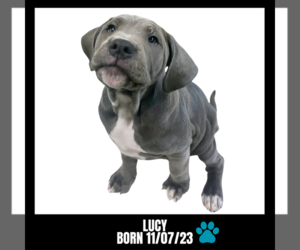 American Bulldog Dogs for adoption in GILBERTS, IL, USA