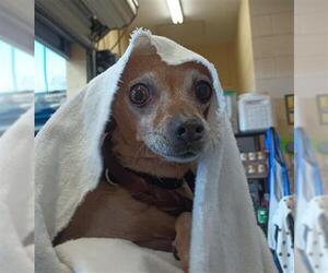 Chihuahua Dogs for adoption in Chula Vista, CA, USA