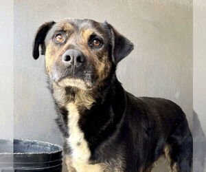German Shepherd Dog-Unknown Mix Dogs for adoption in San Bernardino, CA, USA